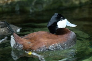 Elegant Tufted Duck Designs