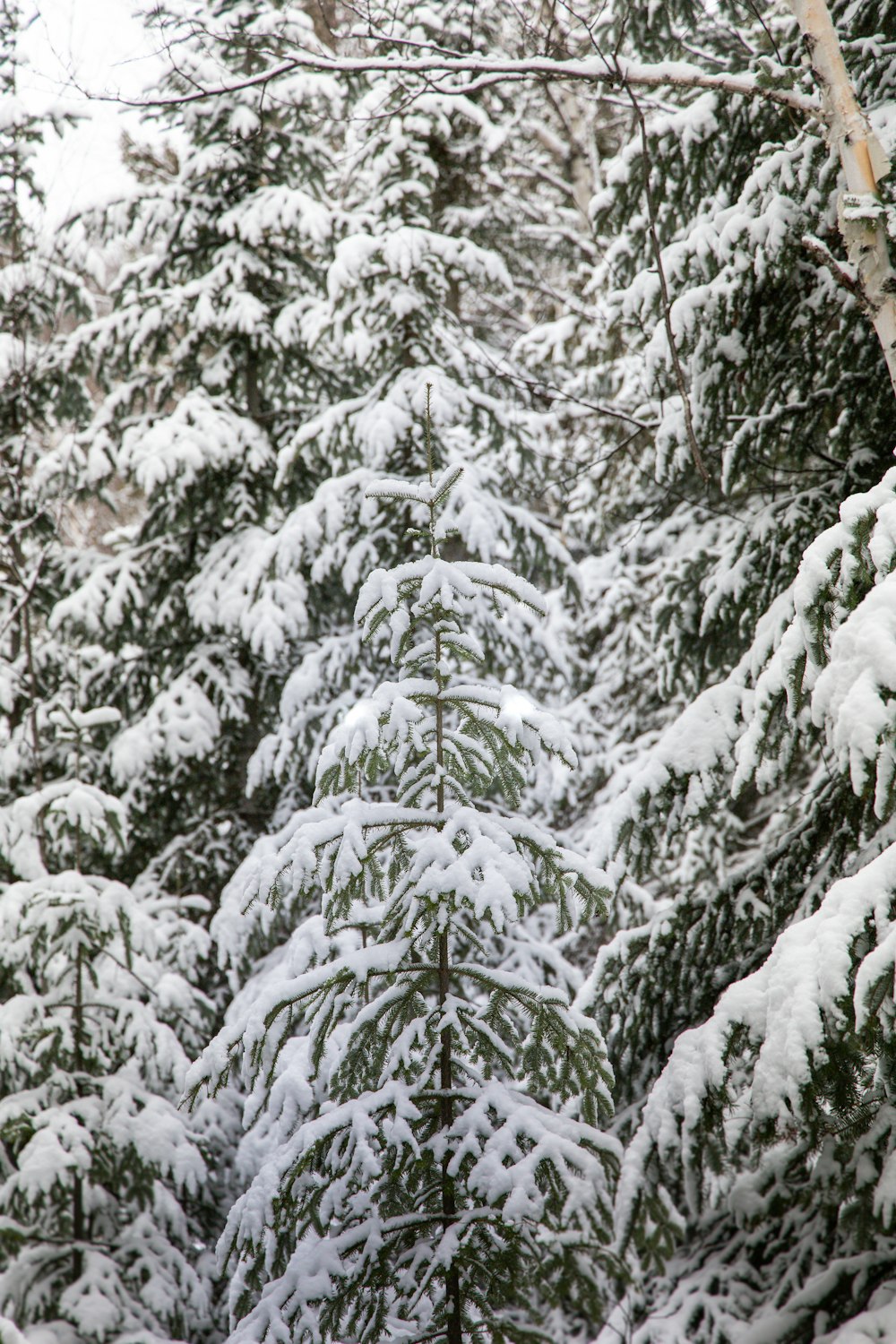 a person on a snowboard in the snow