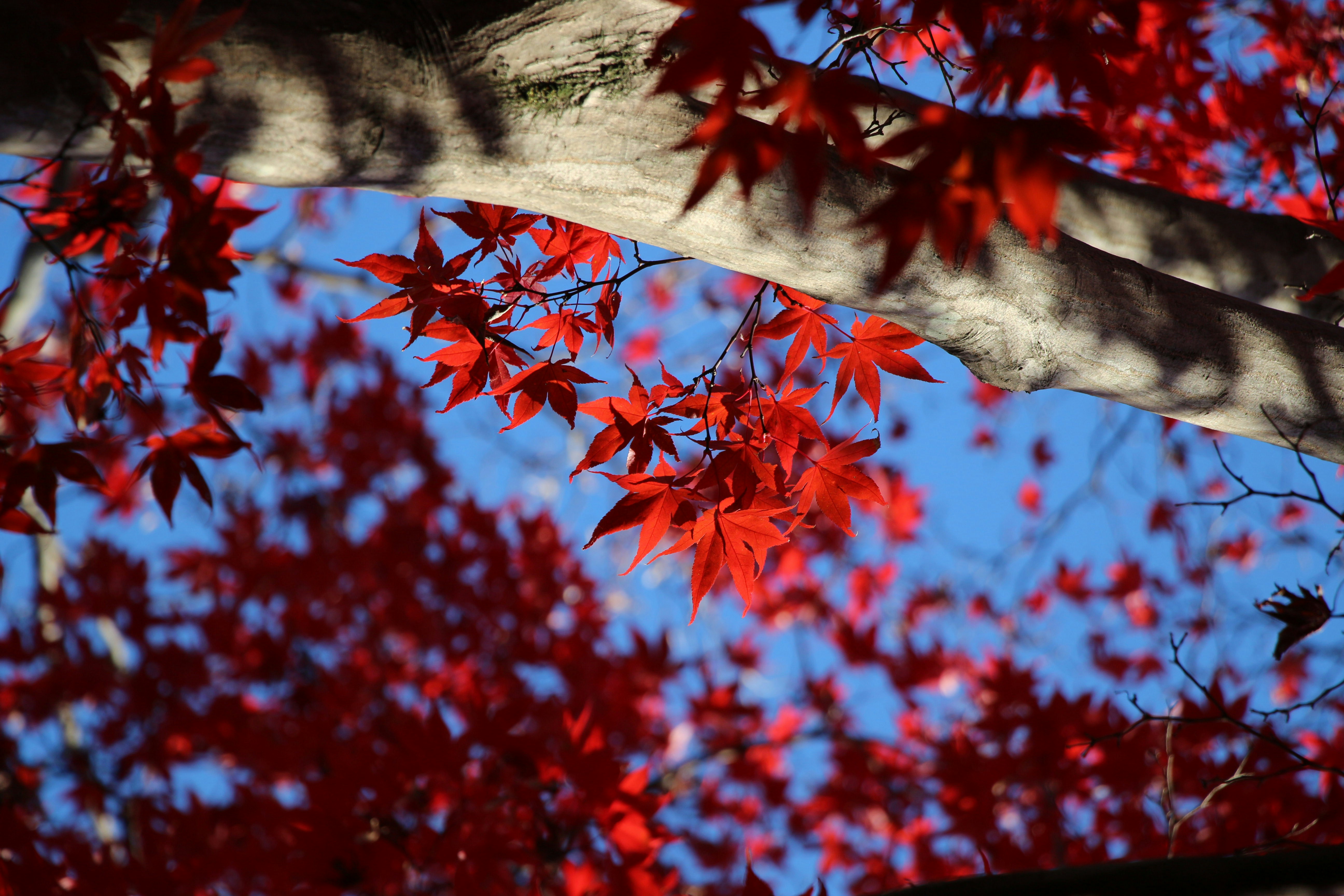 Photo by enkuu