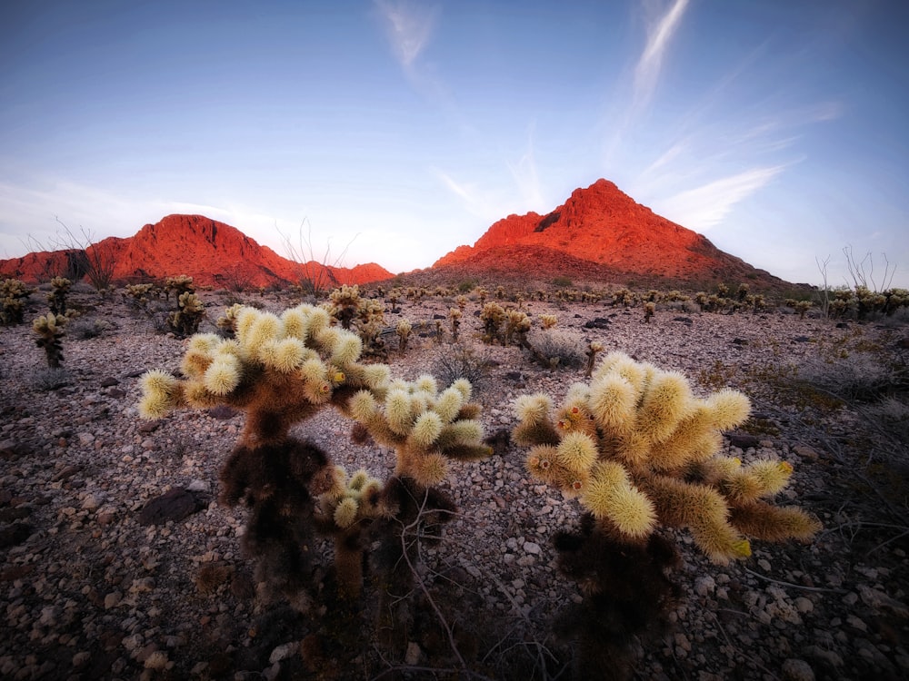 a desert scene with mountains in the background