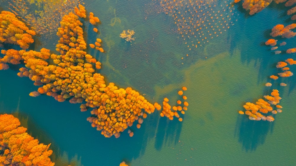 an aerial view of a lake surrounded by trees