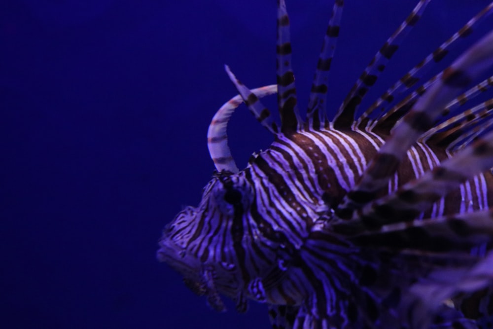 a close up of a lionfish on a blue background