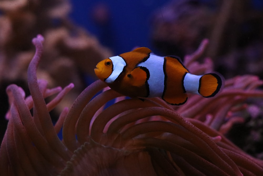 水族館のオレンジと白のカクレクマノミ