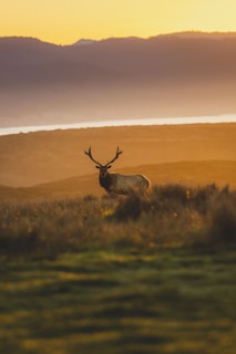 Majestic elk standing in a quiet valley at dawn.