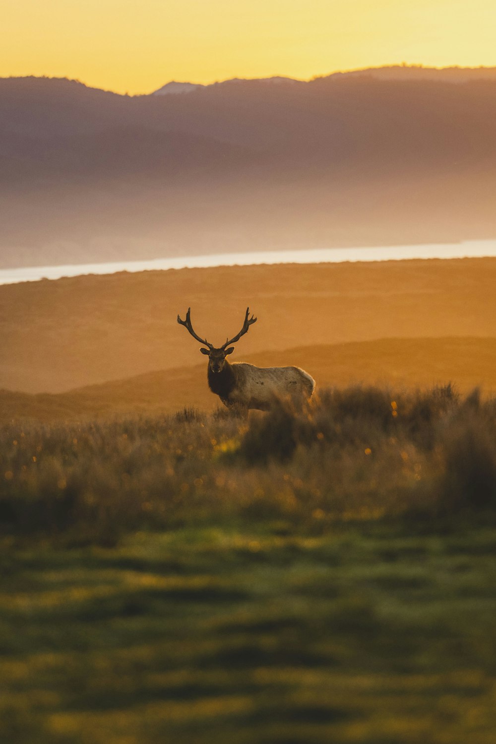 a deer is standing in a field with mountains in the background