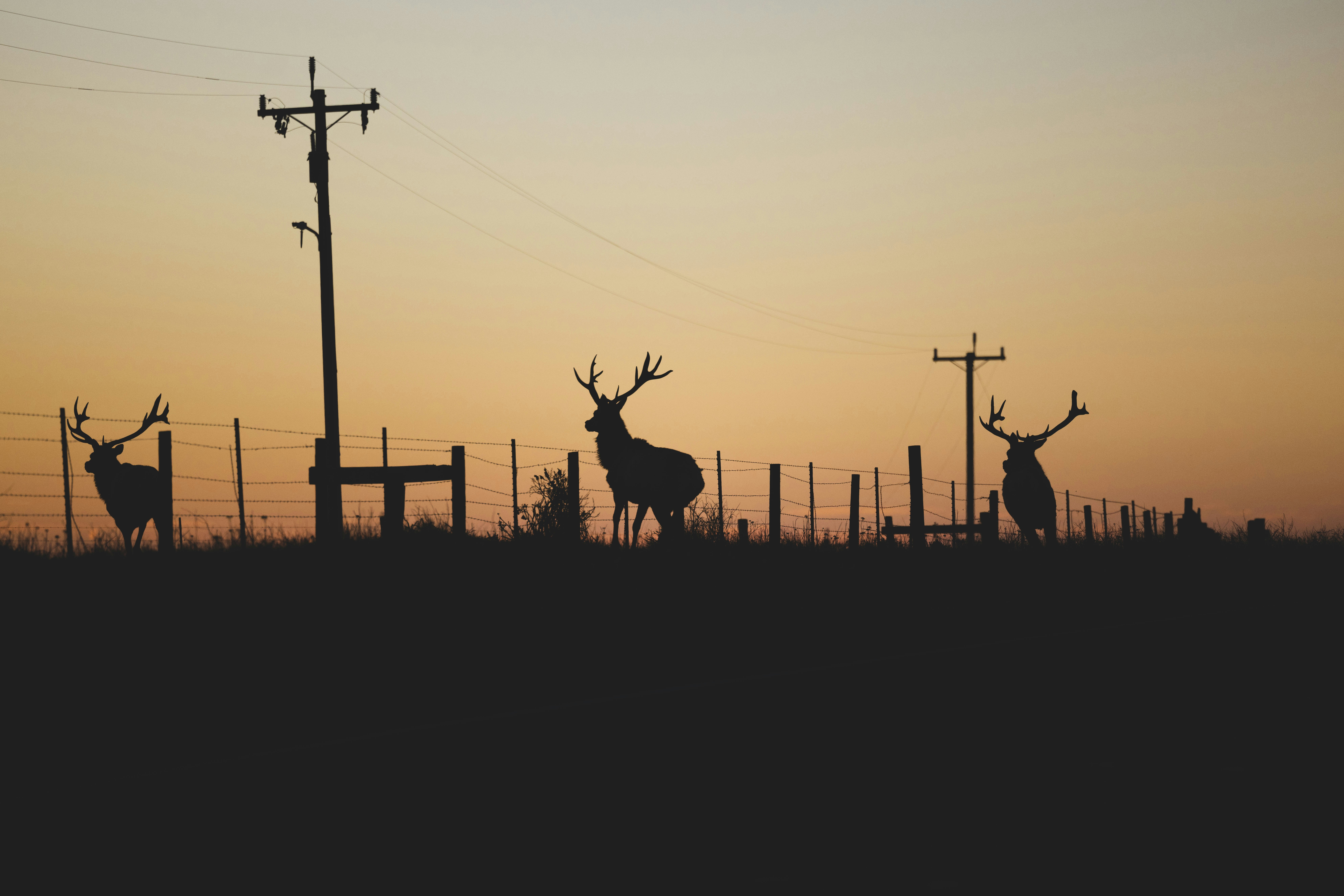 Photo by leo_visions_