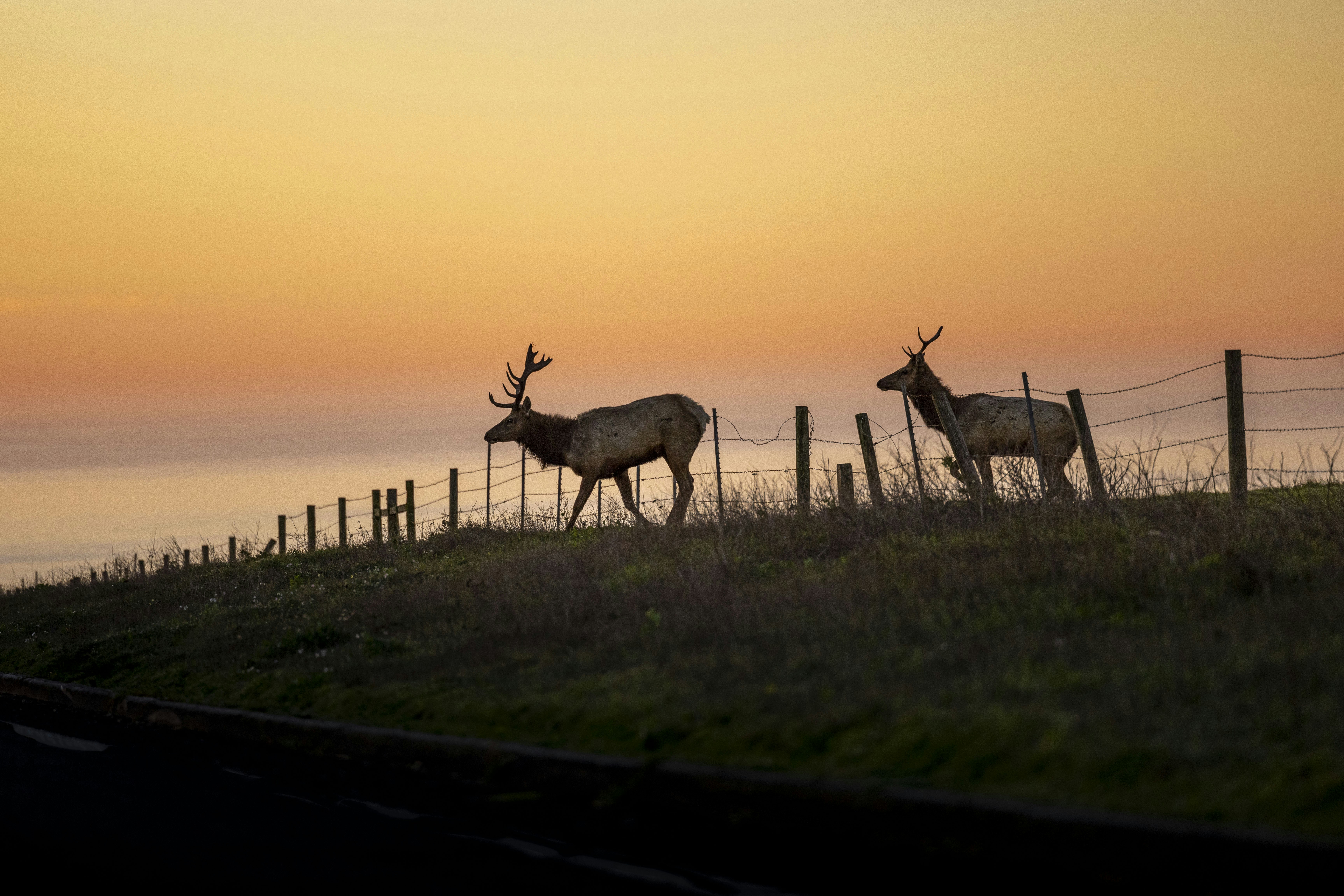 Photo by leo_visions_