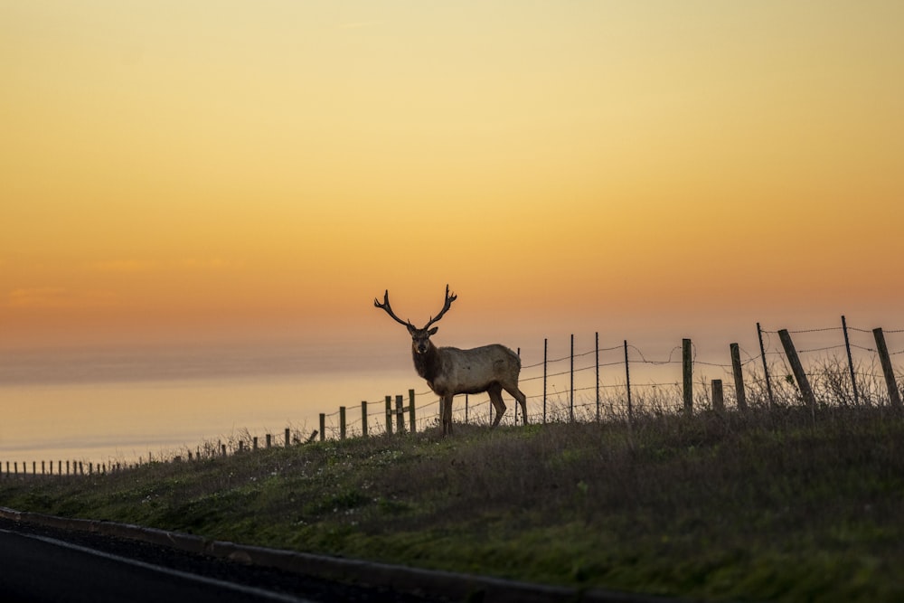 a deer standing on top of a grass covered hillside