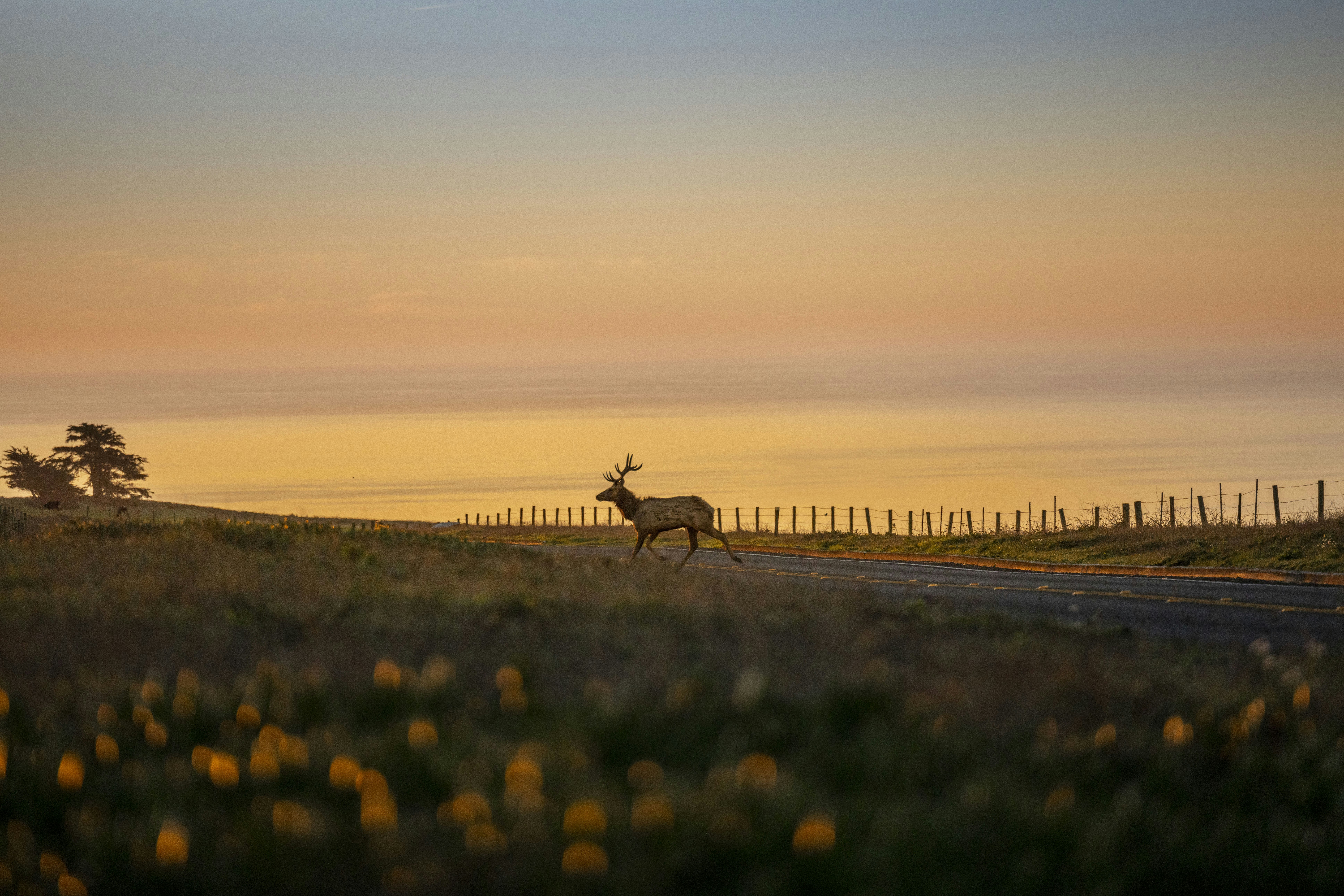 Photo by leo_visions_