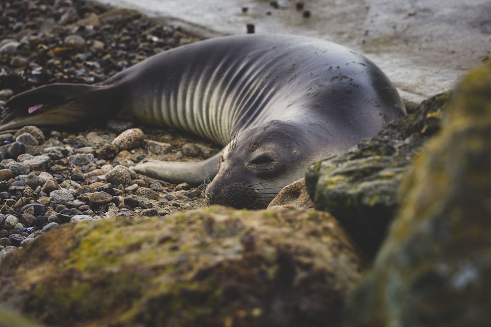 a seal laying on a rocky beach next to a body of water