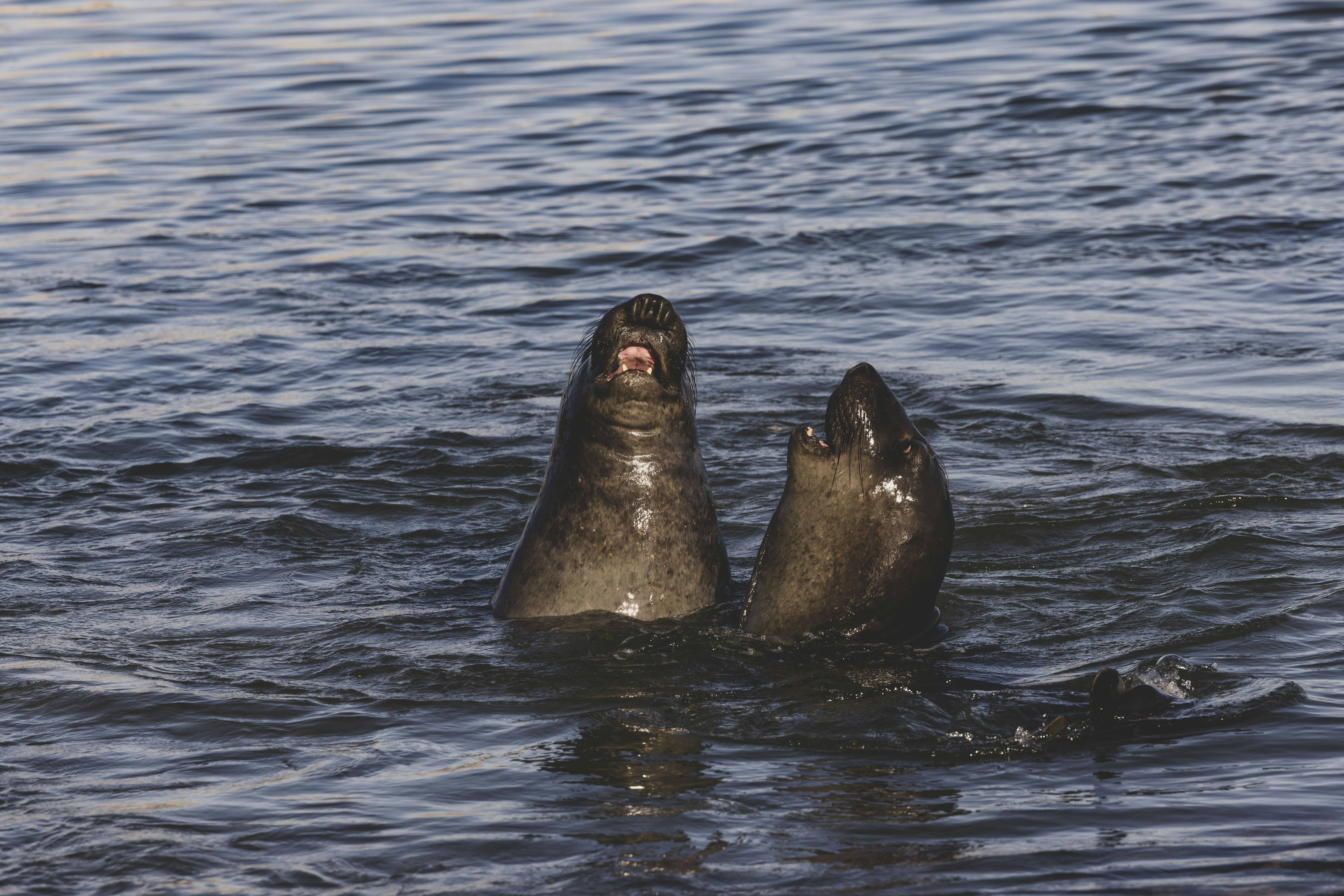 a couple of animals that are in the water
