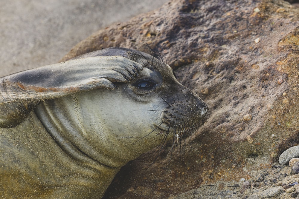 a sea lion resting on a rock on the beach