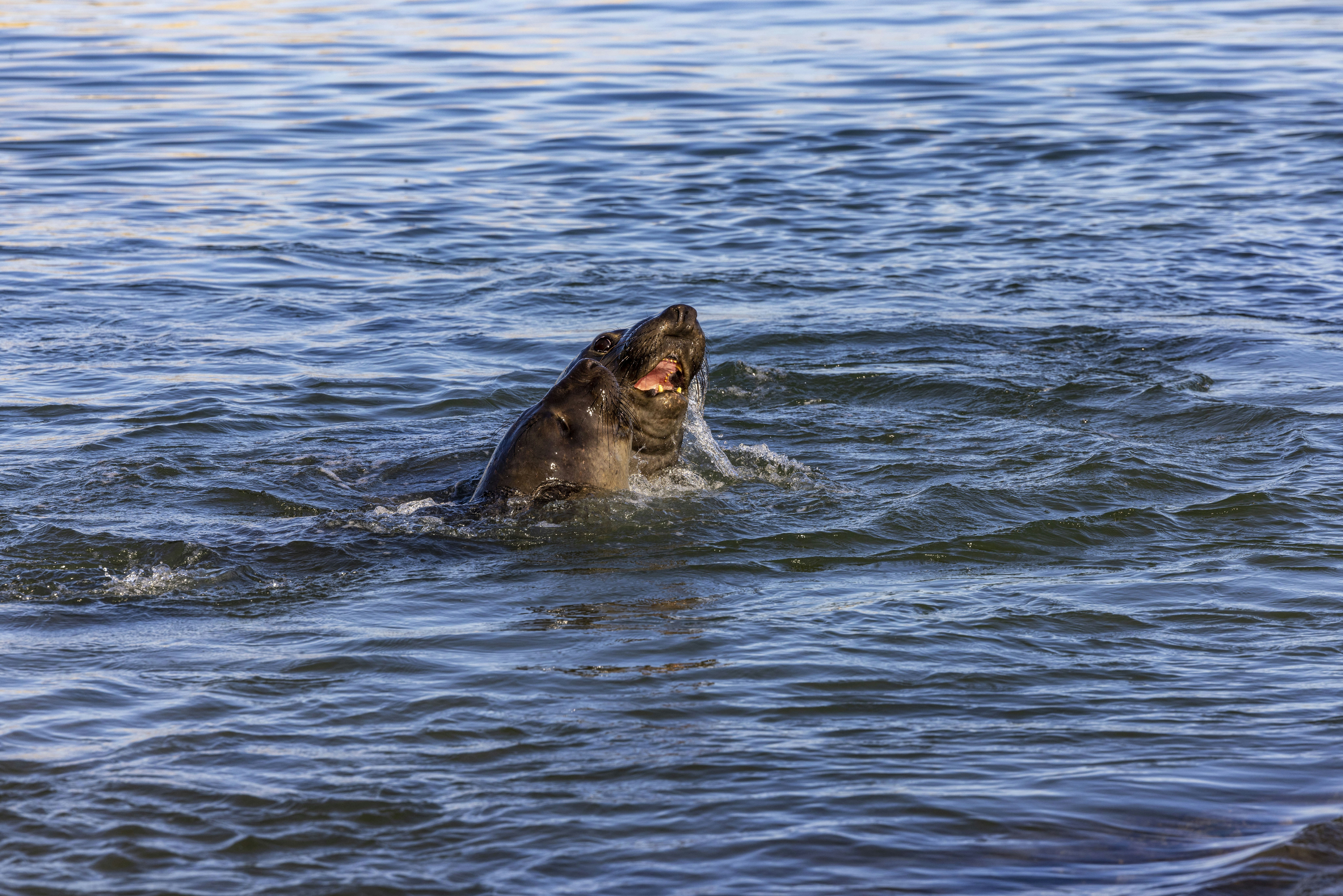 Photo by leo_visions_