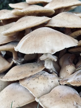 a bunch of mushrooms that are on the ground