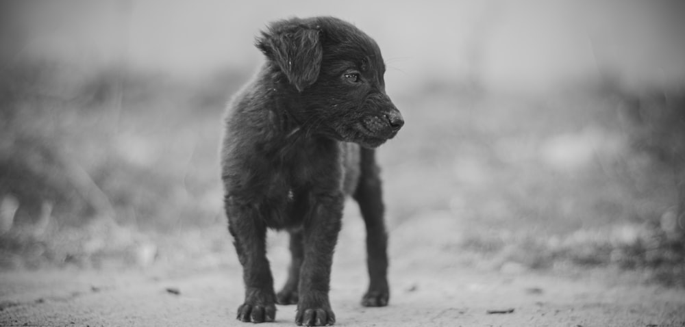 a black puppy standing on a dirt road