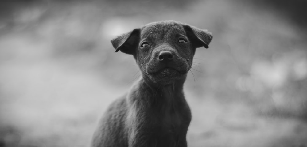 a black and white photo of a dog