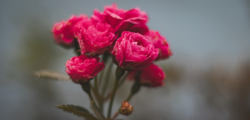 ein Strauß rosa Blumen, die blühen