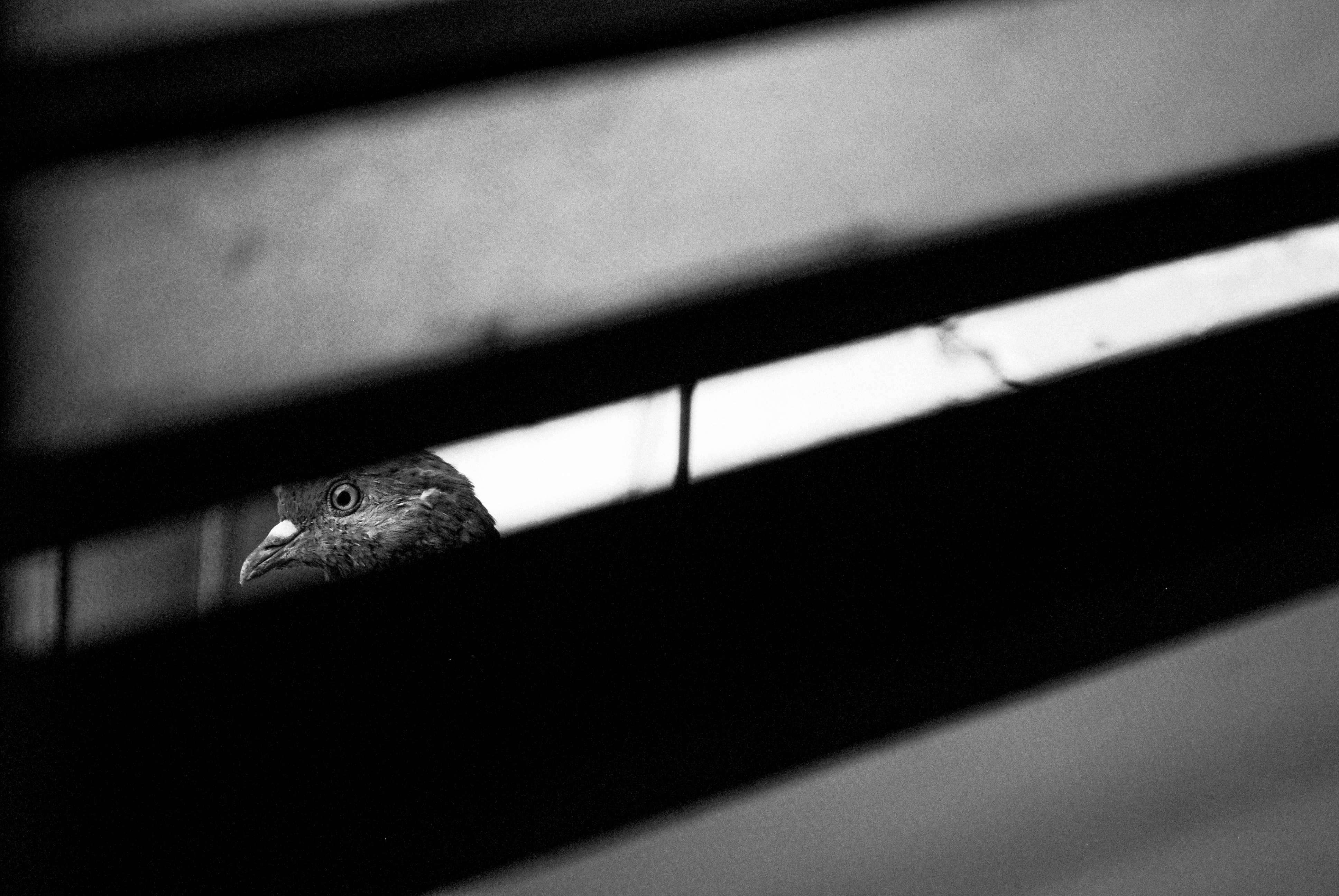 Photo by akshar_dave