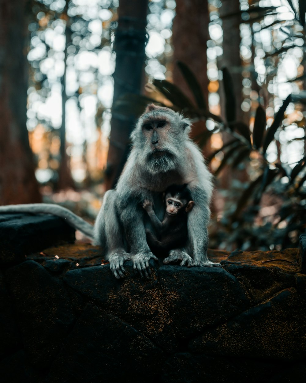 a monkey and its baby sitting on a rock