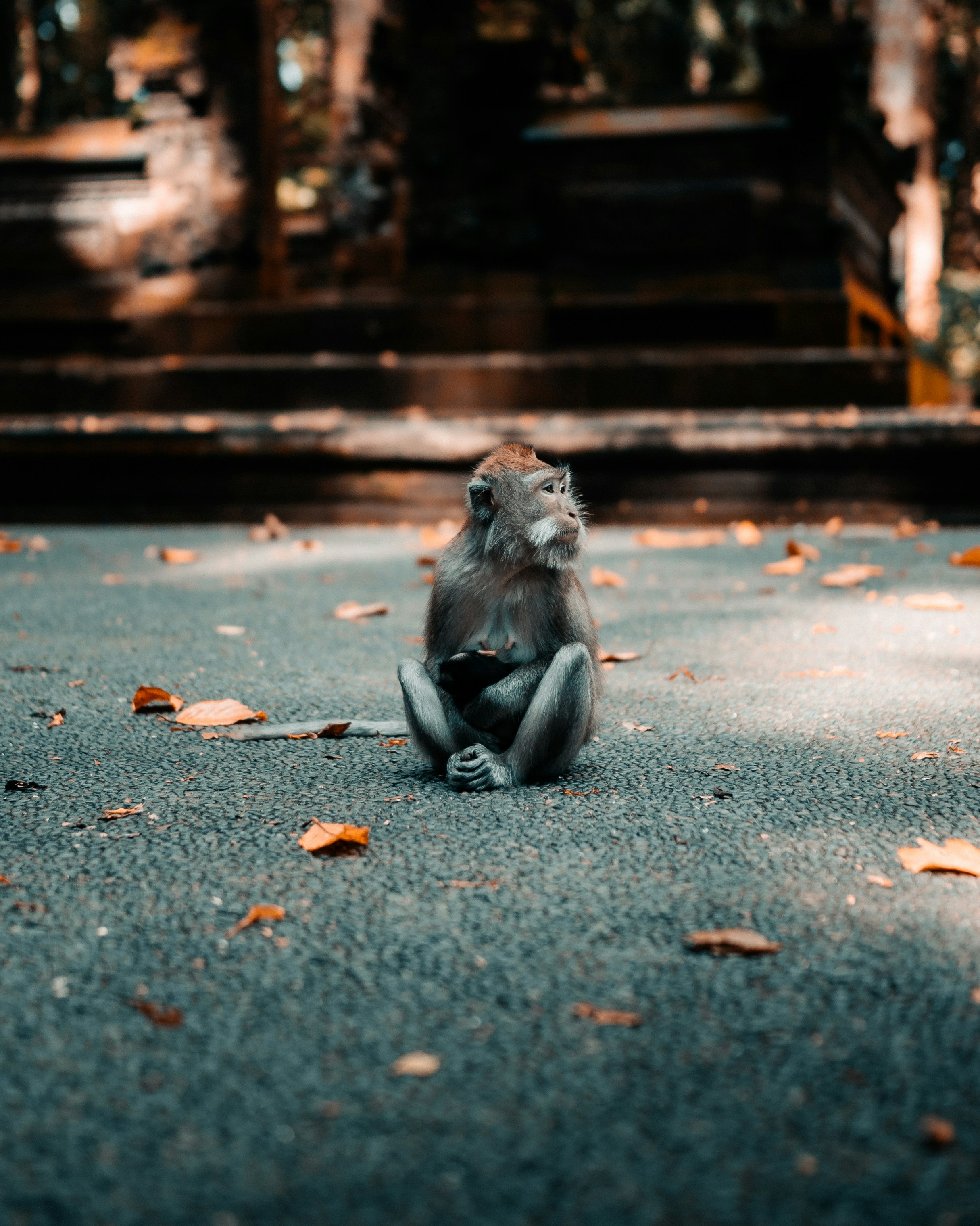 seekor monyet duduk di tanah di taman