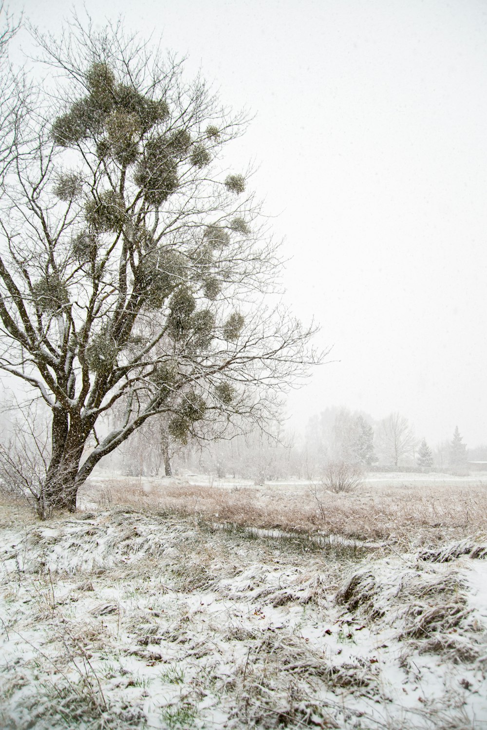 a snow covered field with a tree in the foreground