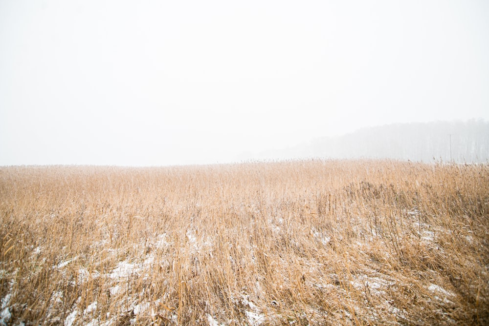 a field of tall dry grass covered in snow
