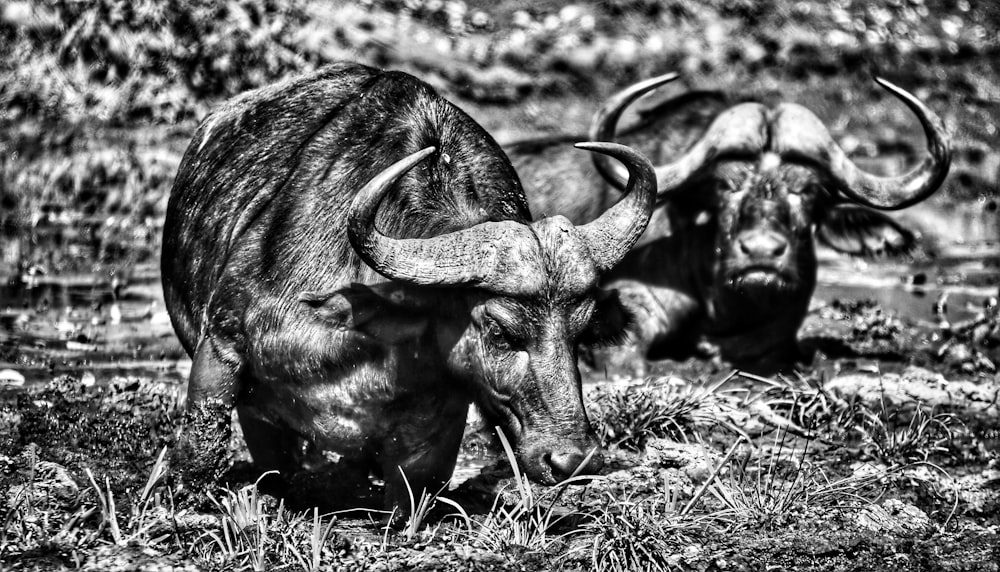 ein paar Tiere, die im Gras stehen