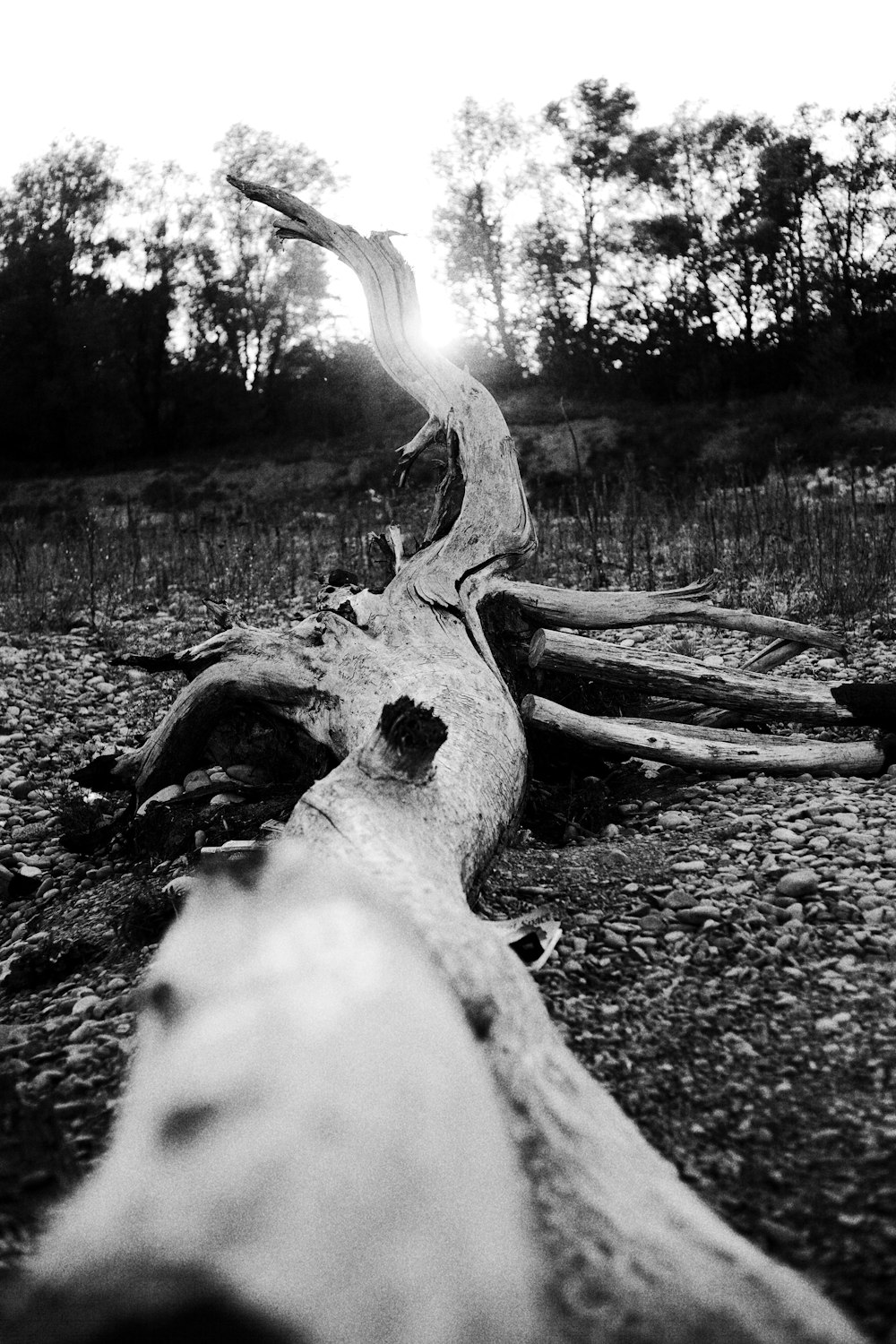 a tree that is laying down in the dirt