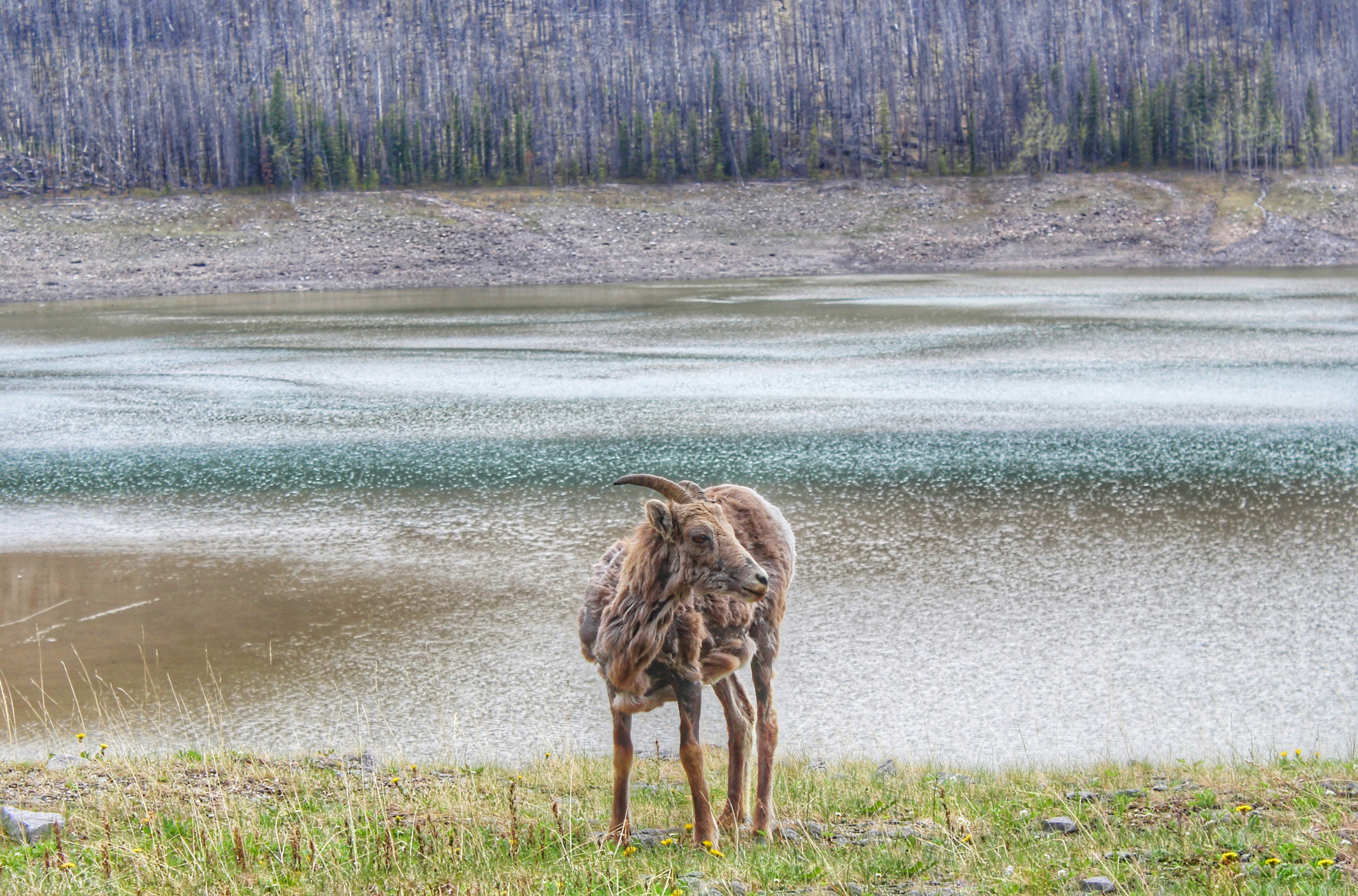 Climate Change Impacts on Canada's Iconic Species (image credits: unsplash)