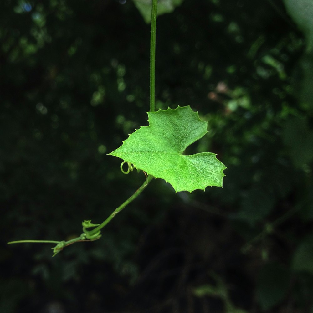 a green leaf hanging from a tree branch