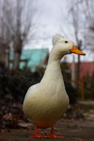 A white duck with a fluffy head stands on the ground. The duck has an orange beak and feet, with a backdrop featuring blurry branches and foliage. The scene appears calm and natural.