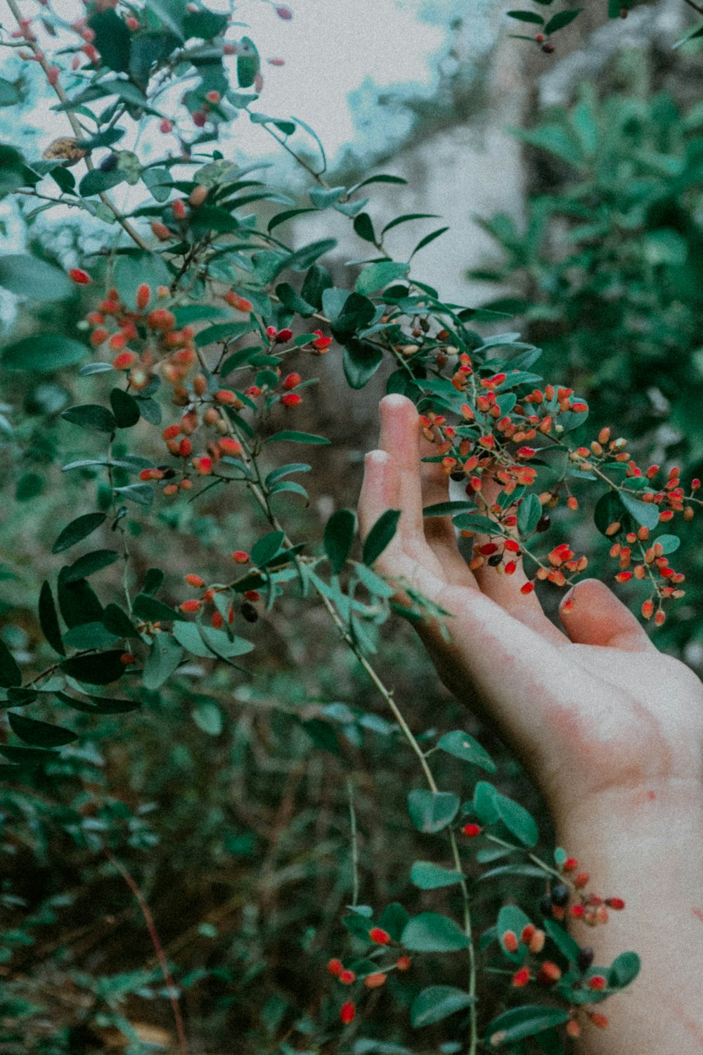 a hand reaching for berries on a tree