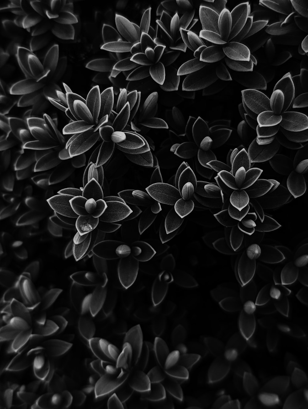 a black and white photo of a bunch of flowers