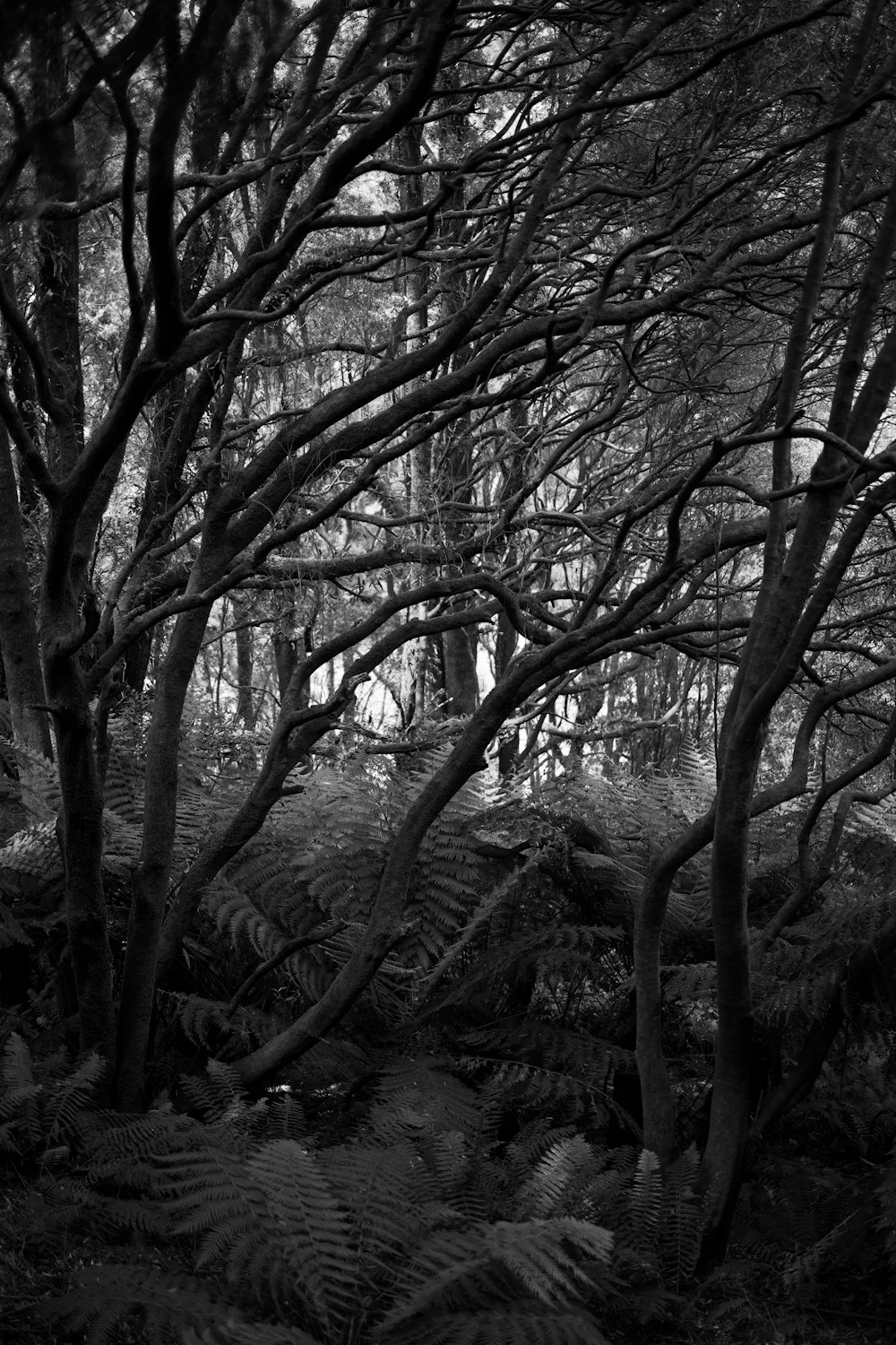 Una foto en blanco y negro de árboles y helechos