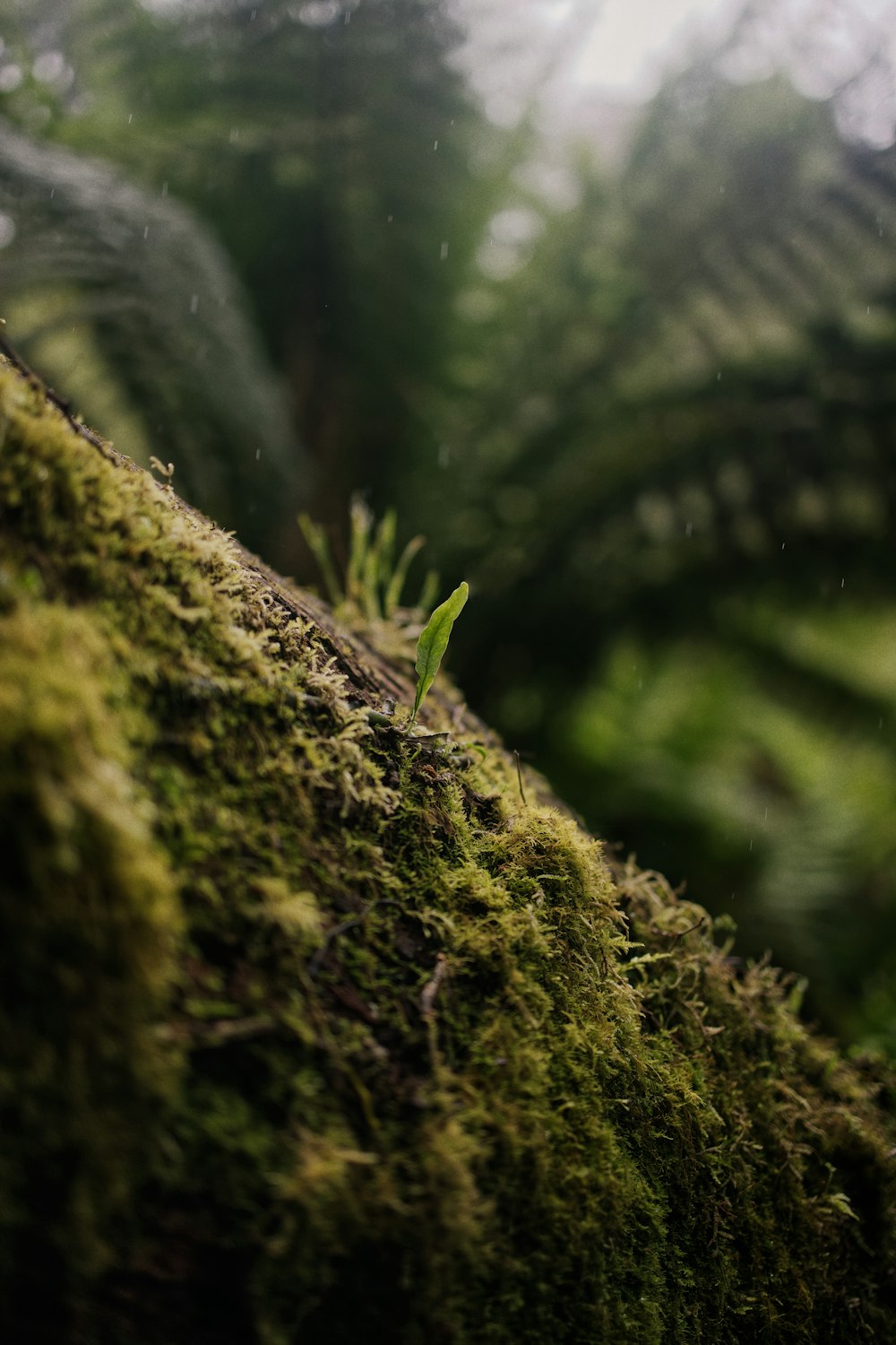Una pequeña planta verde sentada en la parte superior de un árbol cubierto de musgo