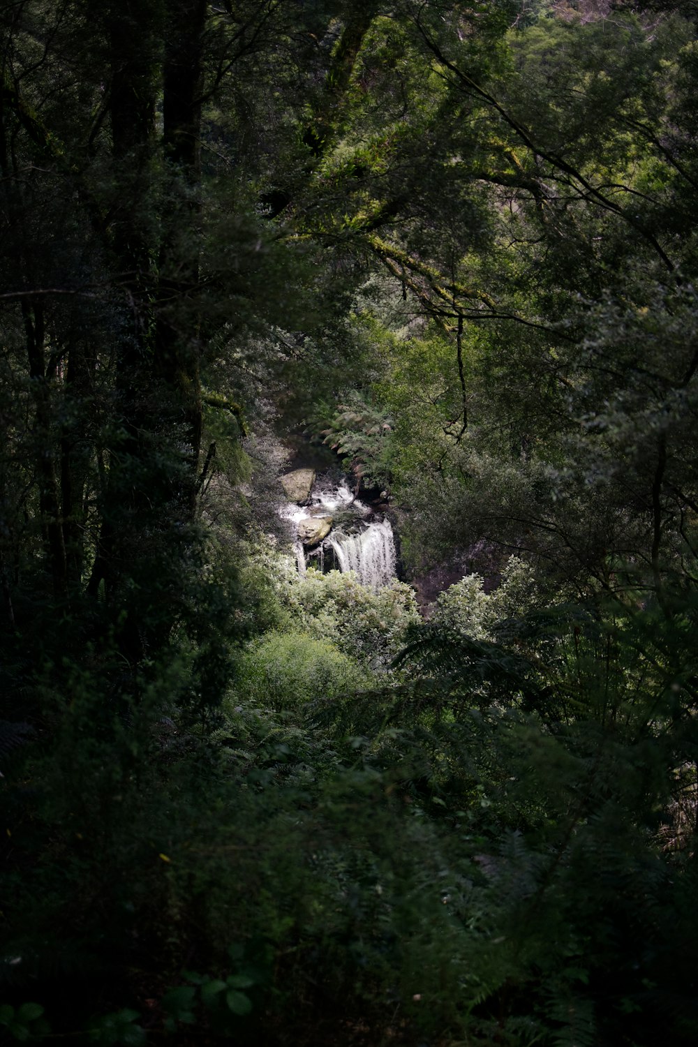 a waterfall in the middle of a forest