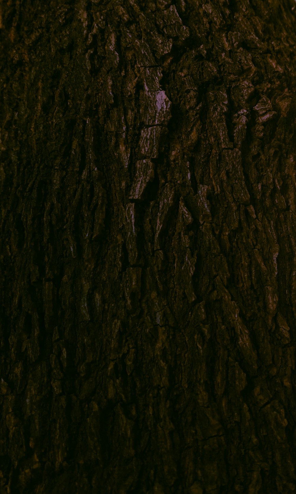 a close up of the bark of a tree