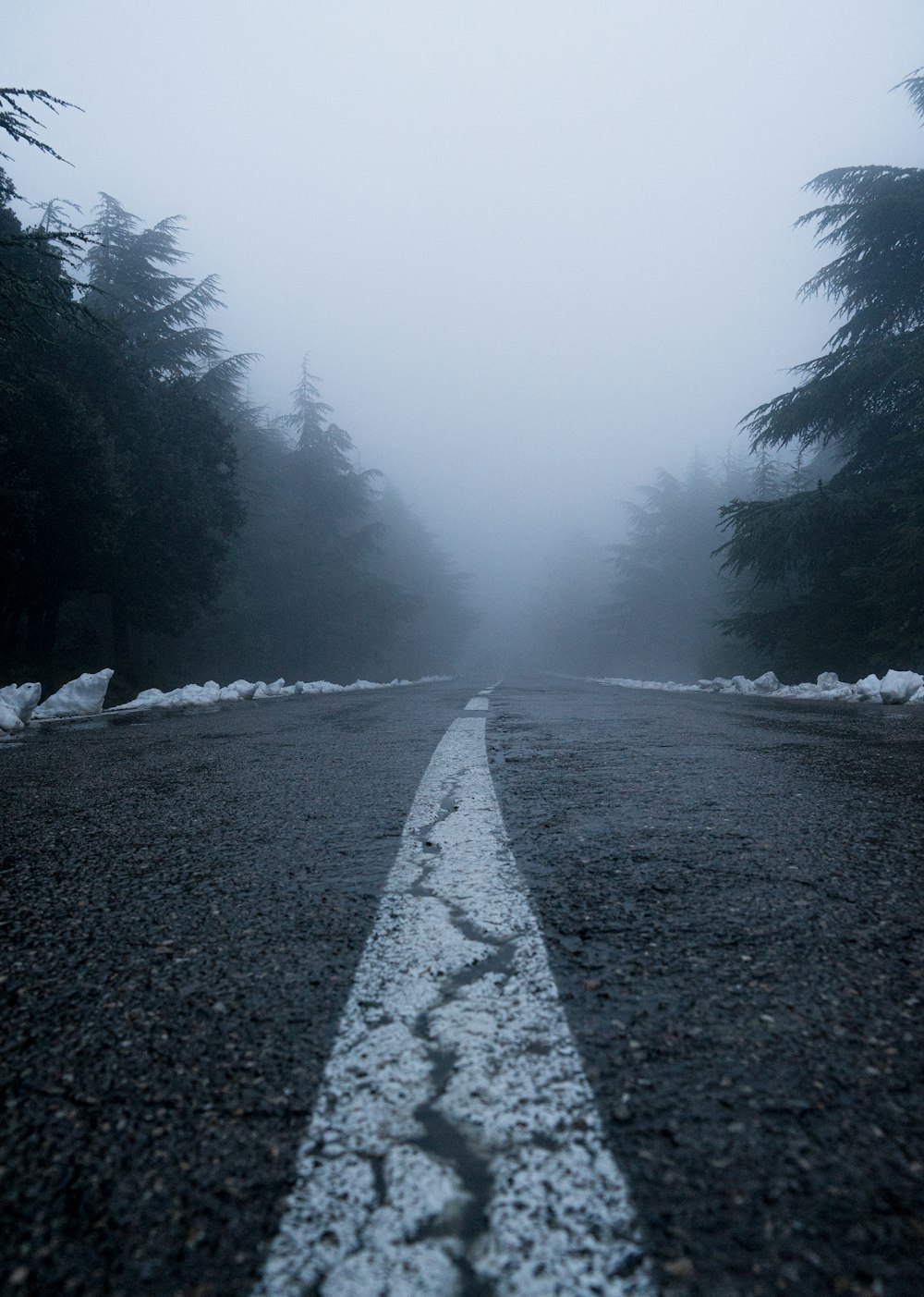 a foggy road in the middle of a forest