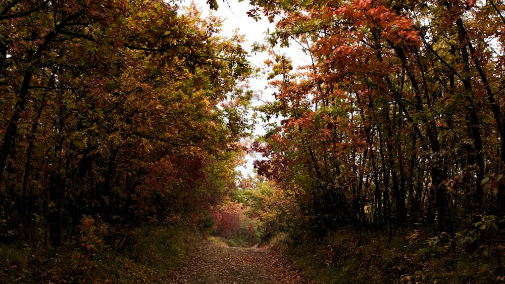 a dirt road surrounded by lots of trees