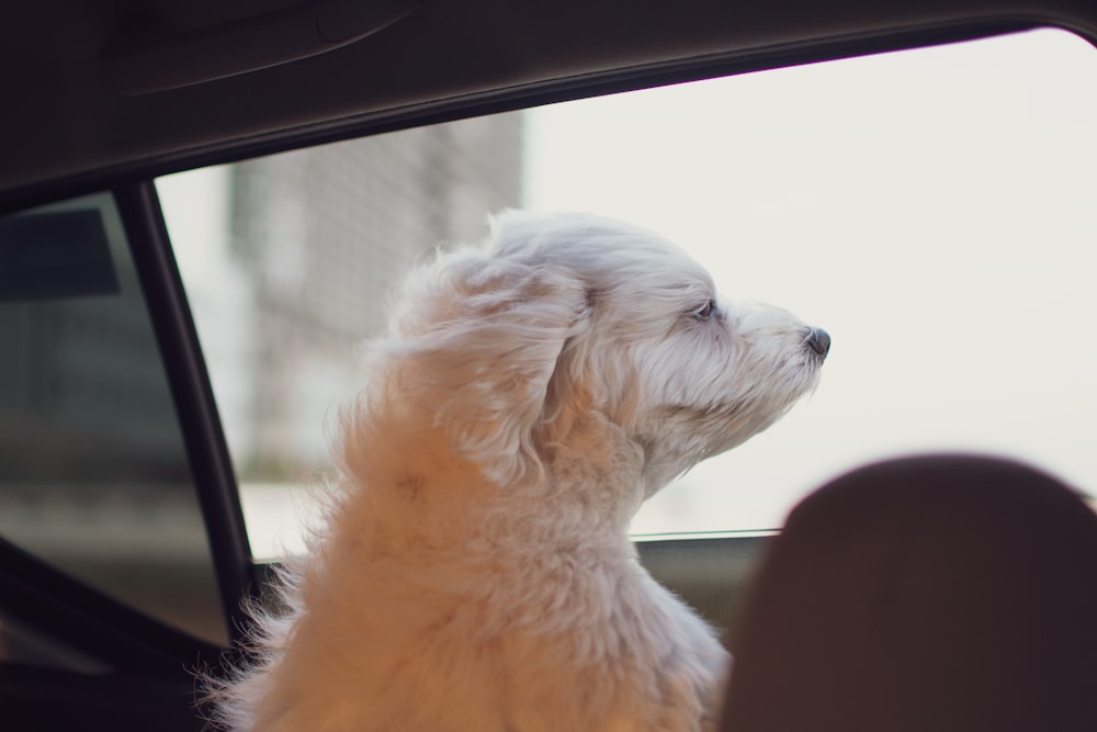 Ein kleiner weißer Hund sitzt auf dem Beifahrersitz eines Autos