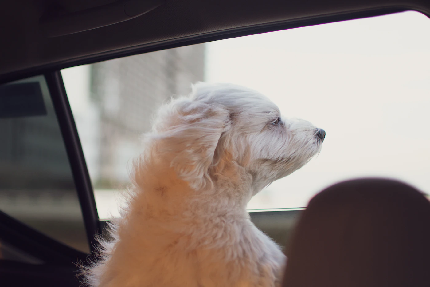 Perro pequeño blanco en un coche