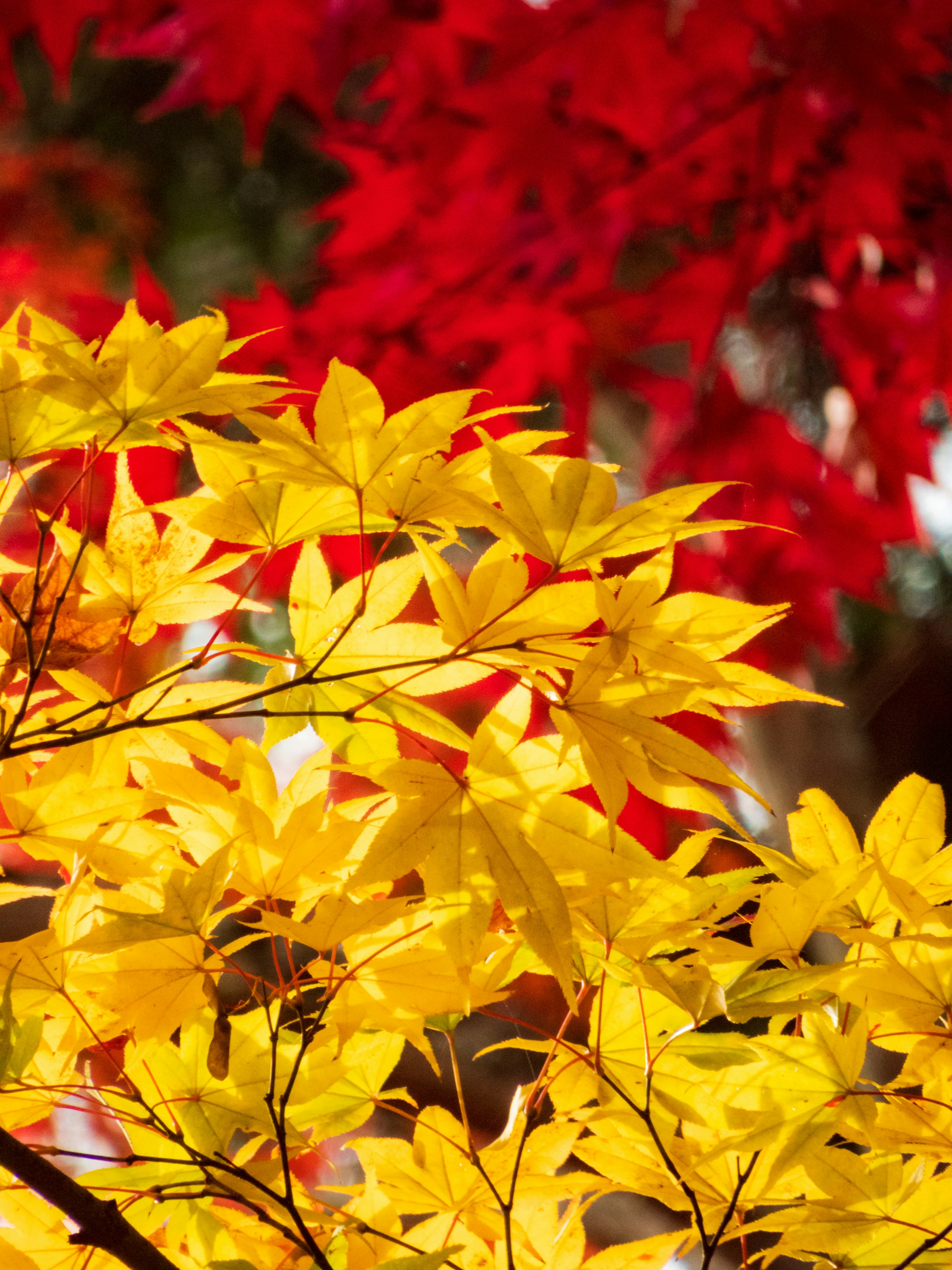 a close up of yellow leaves on a tree