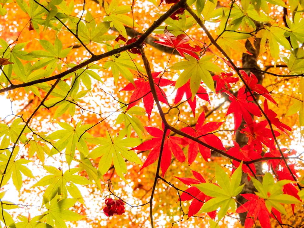 the leaves of a tree are changing colors in the fall