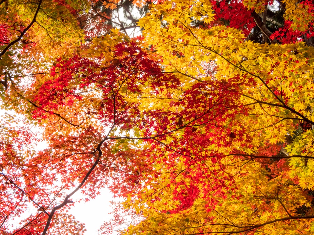 a group of trees that have some red and yellow leaves