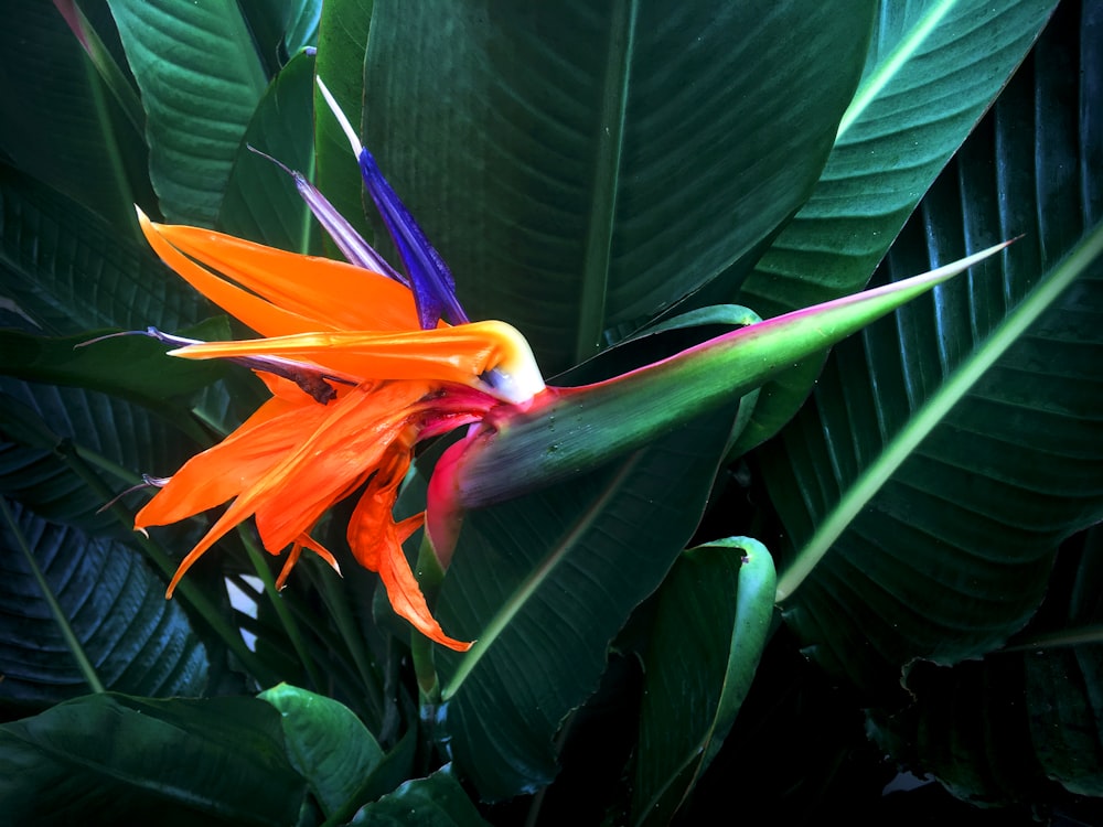 a bird of paradise flower with green leaves in the background