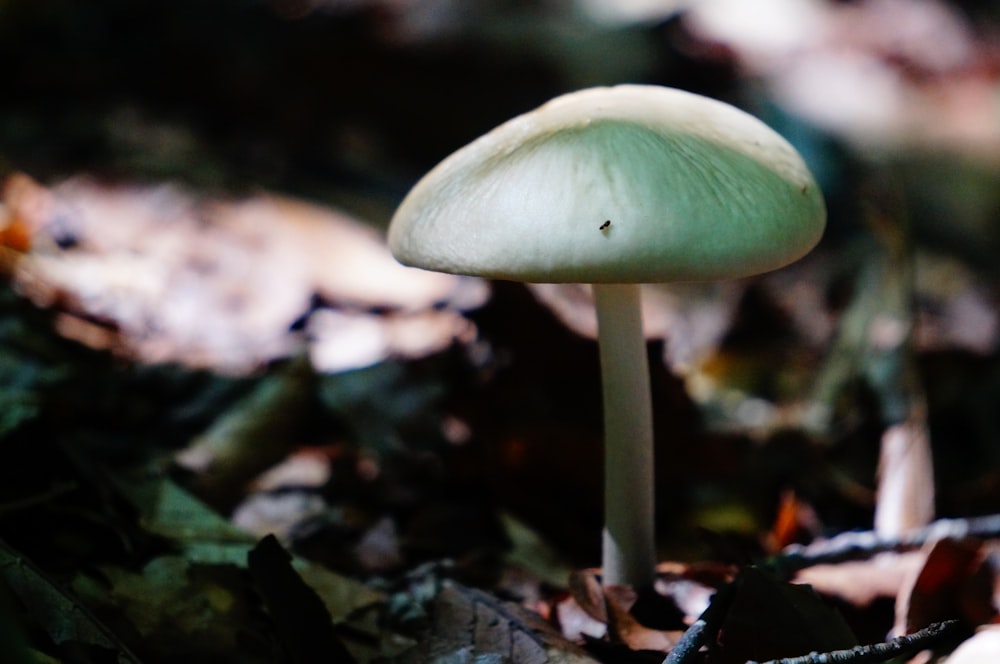 a close up of a mushroom on the ground