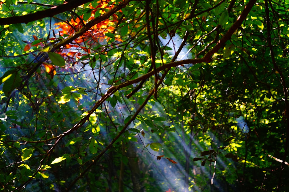 sunlight shining through the leaves of a tree