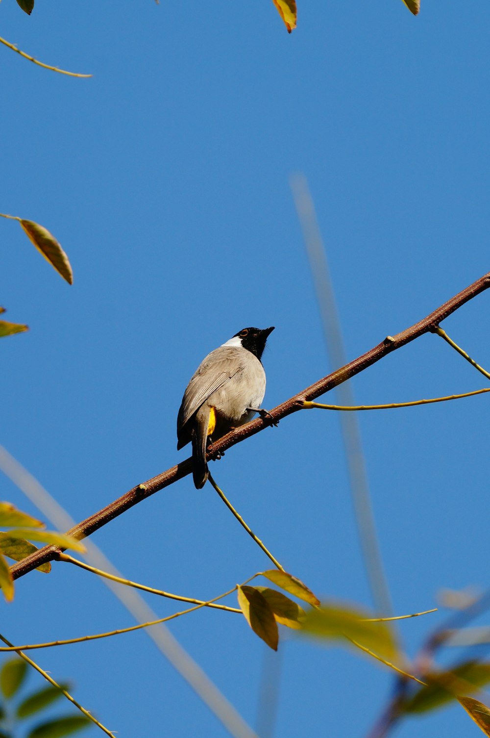 a small bird sitting on a thin branch