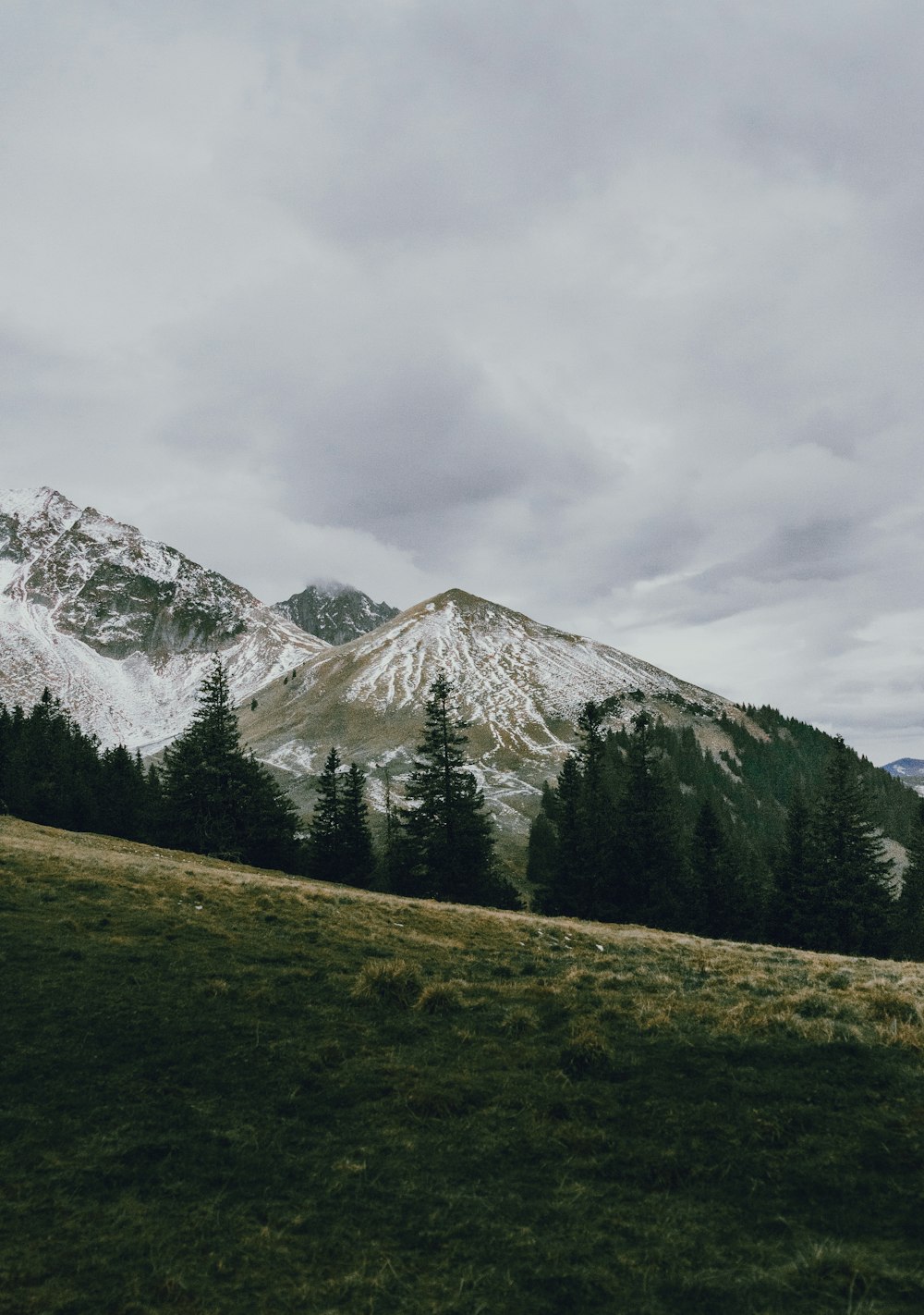 a grassy field with a mountain in the background