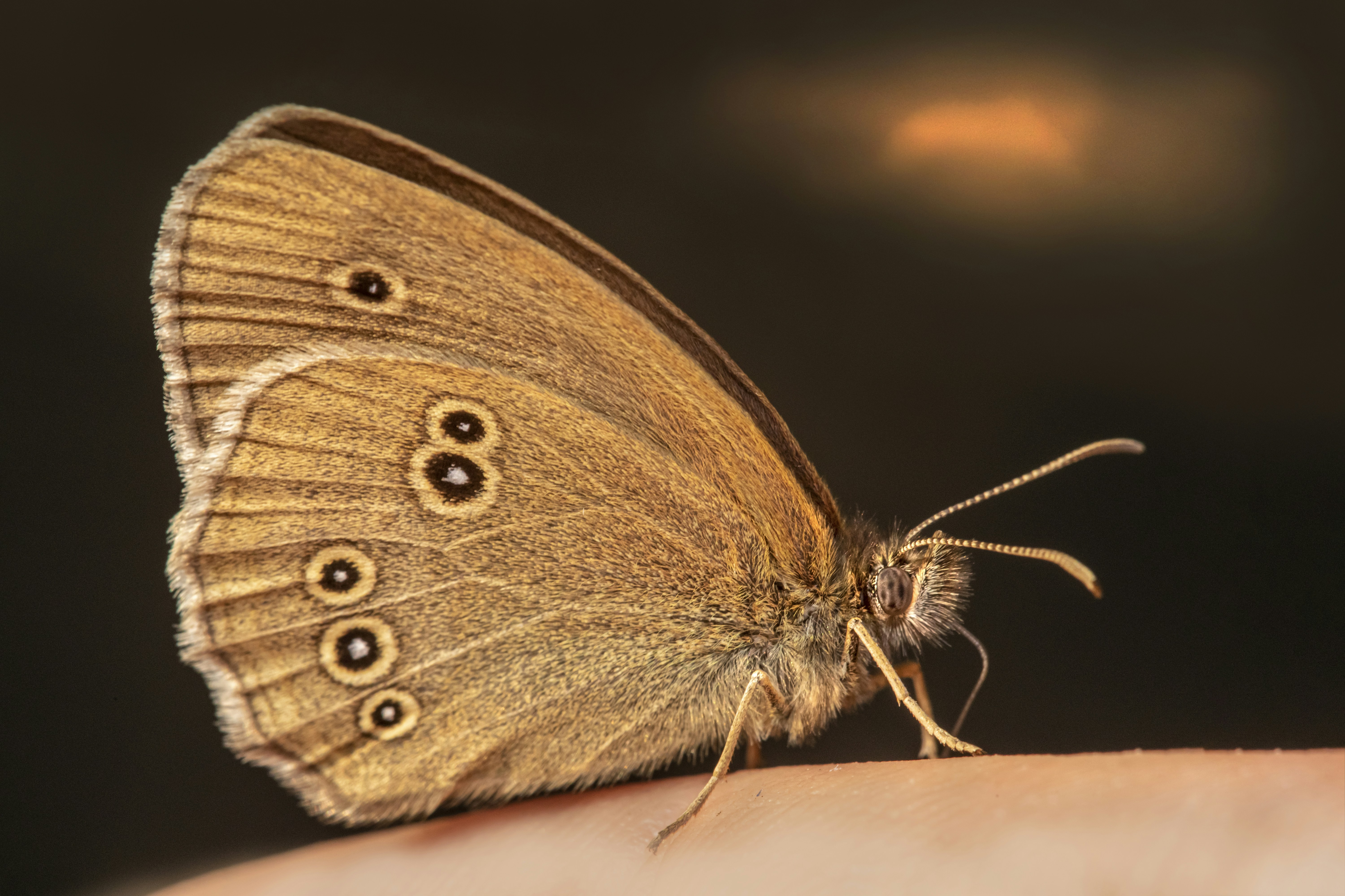 a close up of a butterfly on a person's hand